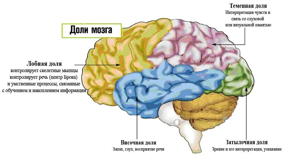 Откуда берутся чувства, и какие части мозга за них отвечают? — блог викиум