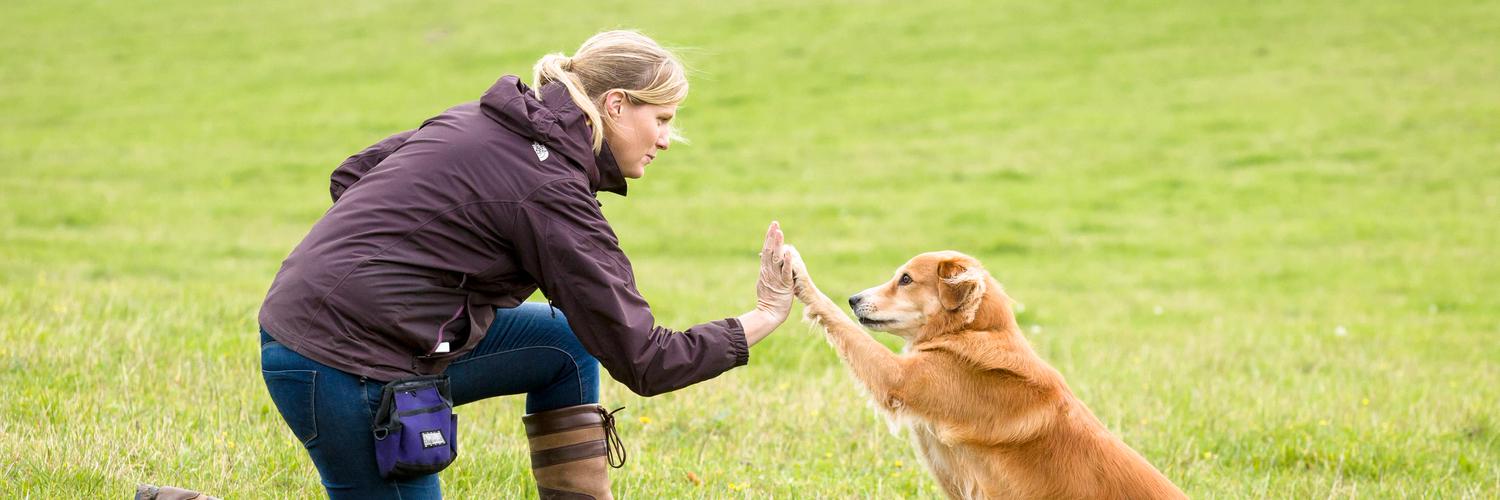 Отрицательное подкрепление в дрессировке собак - лидерско-ролевое обучение собак
