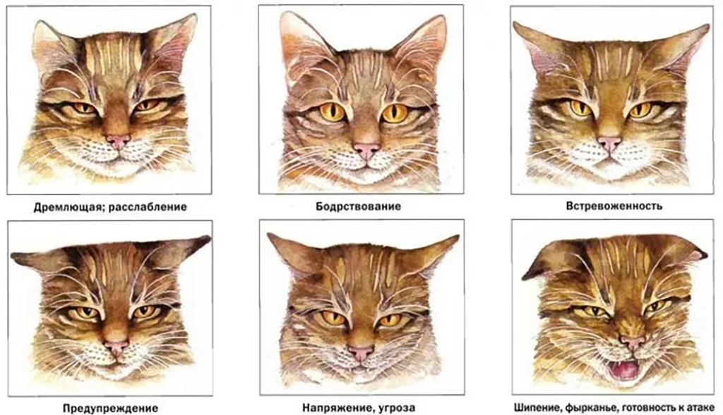 Мимика кошек - общение с кошкой - язык жестов кошек - всё о кошках и котах