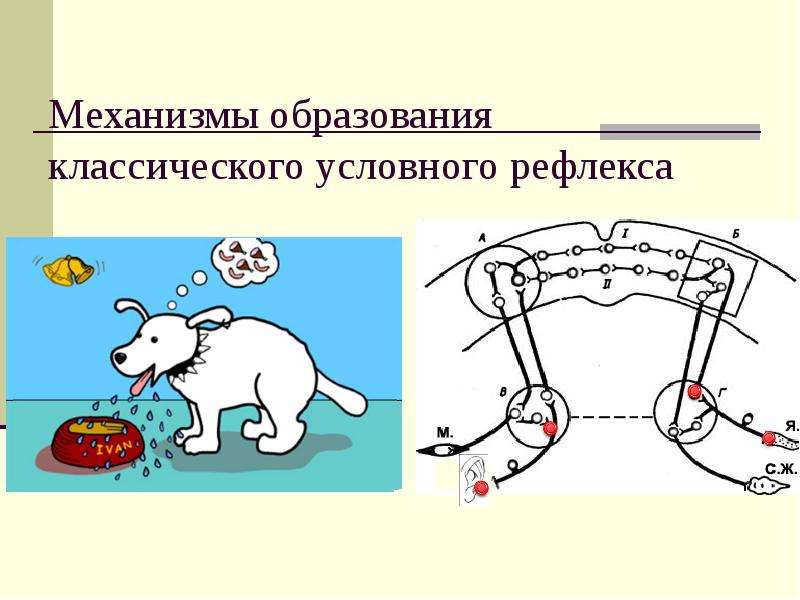 Рефлекс - пример. примеры врожденных и приобретенных, условных и безусловных рефлексов у людей и животных