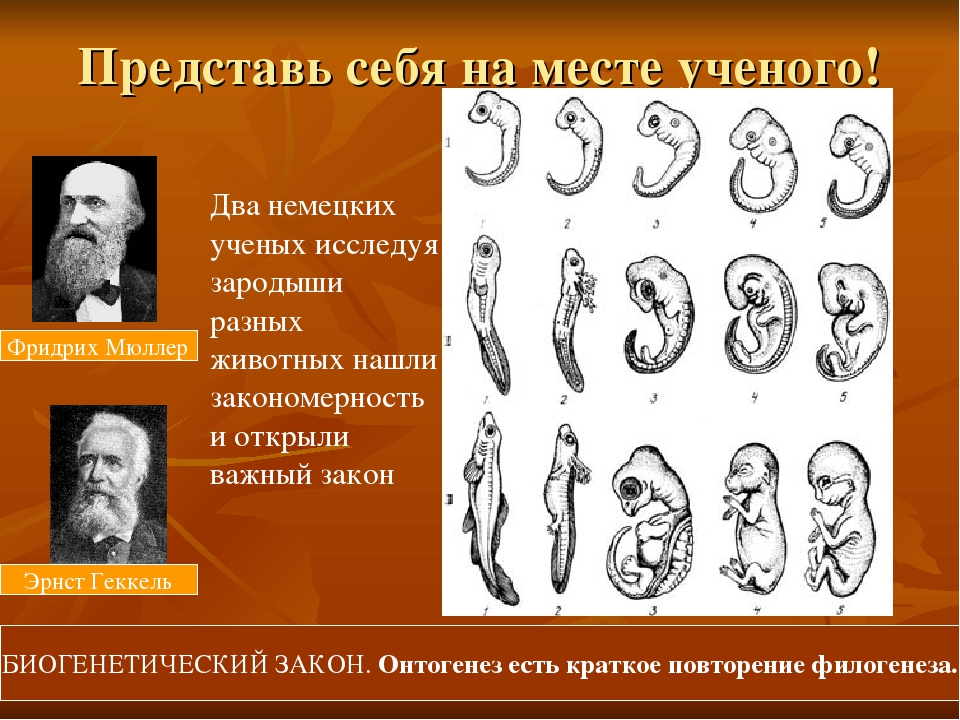 Биогенетический закон : definition of биогенетический закон and synonyms of биогенетический закон (russian)