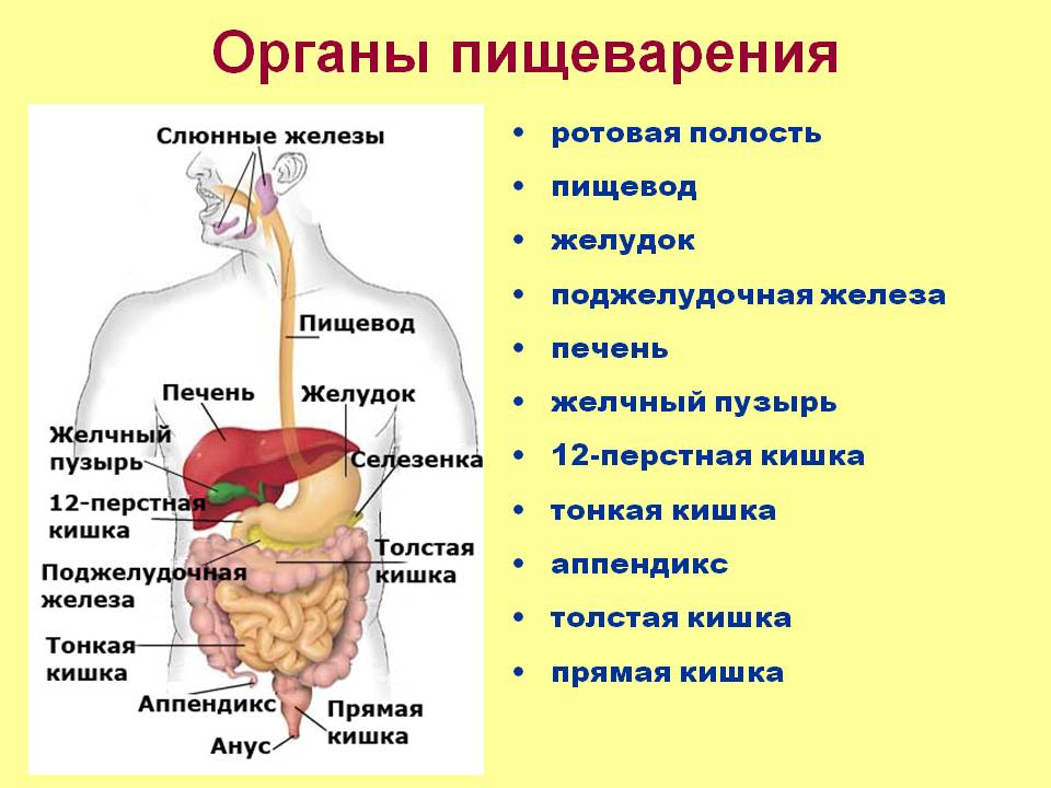 Симптомы заболеваний пищеварительной системы — кровотечение из желудочно-кишечного тракта