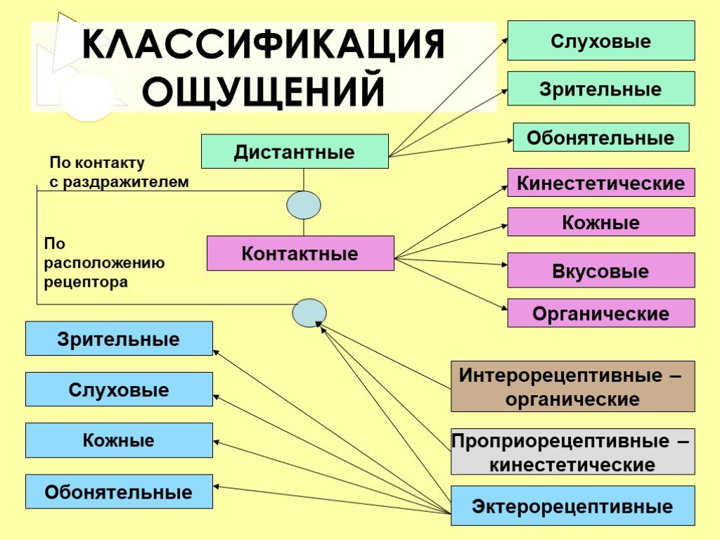 Виды ощущений в психологии: таблица :: syl.ru