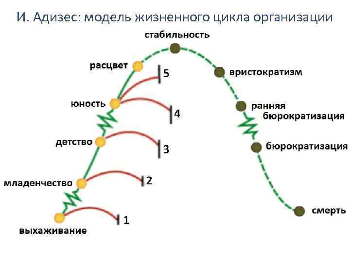 Каким номером на схеме жизненного цикла. Жизненный цикл организации Адизеса. Жизненный цикл предприятия модели Адизес. Жизненный цикл Адизеса схема. Модель ЖЦО Адизеса.