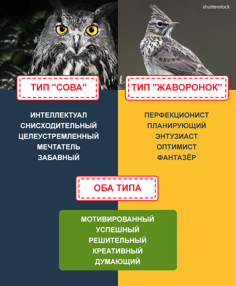 Разбор полетов. сомнологи о совах и жаворонках – юлия гусарова – как жить – материалы сайта – сноб